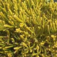 Hebe hectorii subsp. demissa